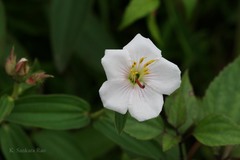 Osbeckia nepalensis var. albiflora